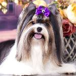 Pet Silk + Pet Gear = правильный груминг
