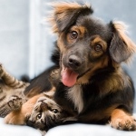 Скидка 7% на витамины Canina