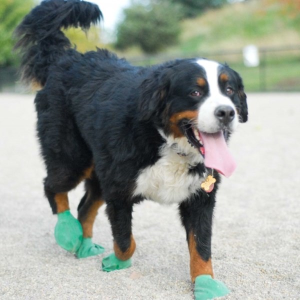 Ботинки для собак PawZ XL