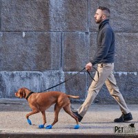 Ботинки для собак PawZ Мedium